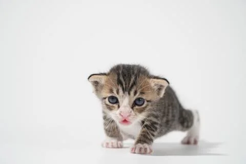 Tabby Cat kitten posing on white background tiger marble stripe Stock Photos