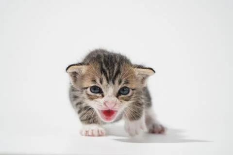 Tabby Cat kitten posing on white background tiger marble stripe Stock Photos