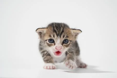 Tabby Cat kitten posing on white background tiger marble stripe Stock Photos