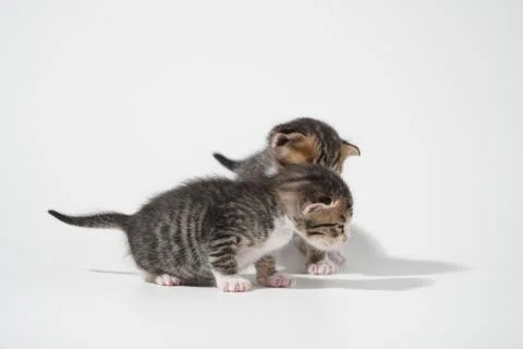 Tabby Cat kitten posing on white background tiger marble stripe Stock Photos