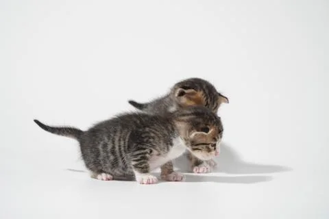 Tabby Cat kitten posing on white background tiger marble stripe Stock Photos