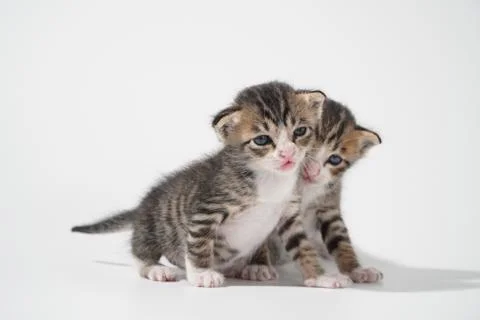 Tabby Cat kitten posing on white background tiger marble stripe Stock Photos