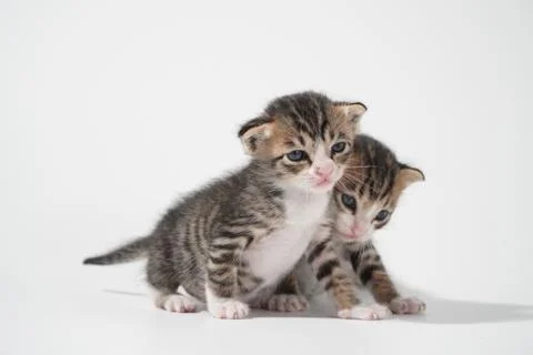 Tabby Cat kitten posing on white background tiger marble stripe Stock Photos