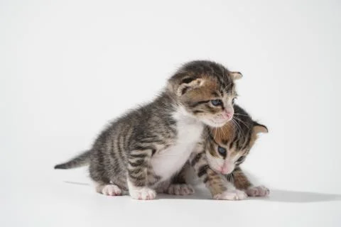 Tabby Cat kitten posing on white background tiger marble stripe Stock Photos
