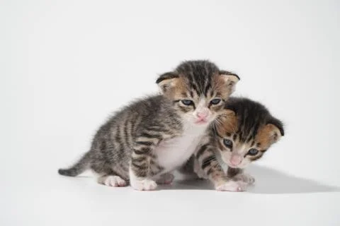 Tabby Cat kitten posing on white background tiger marble stripe Stock Photos