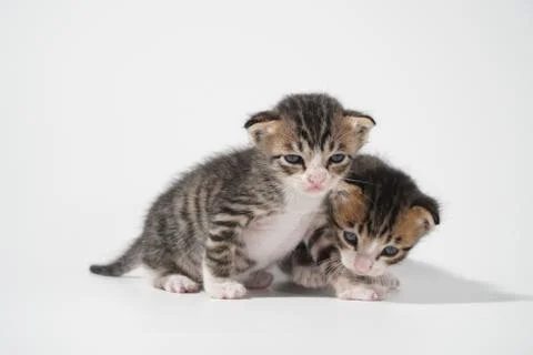 Tabby Cat kitten posing on white background tiger marble stripe Stock Photos