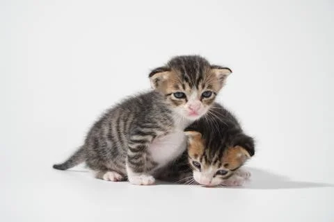 Tabby Cat kitten posing on white background tiger marble stripe Stock Photos