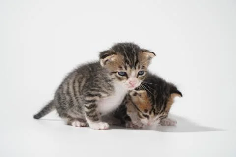 Tabby Cat kitten posing on white background tiger marble stripe Stock Photos