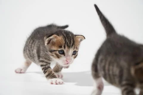 Tabby Cat kitten posing on white background tiger marble stripe Stock Photos