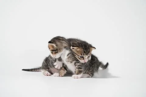 Tabby Cat kitten posing on white background tiger marble stripe Stock Photos