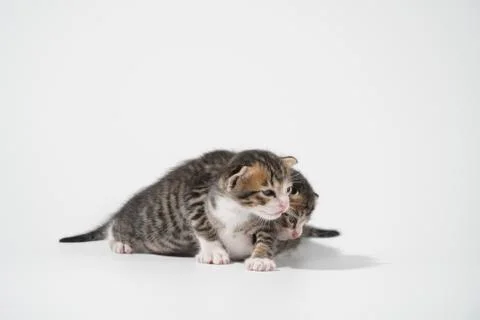 Tabby Cat kitten posing on white background tiger marble stripe Stock Photos