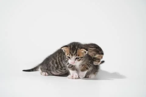 Tabby Cat kitten posing on white background tiger marble stripe Stock Photos