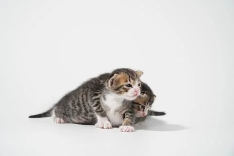 Tabby Cat kitten posing on white background tiger marble stripe Stock Photos