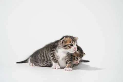 Tabby Cat kitten posing on white background tiger marble stripe Stock Photos