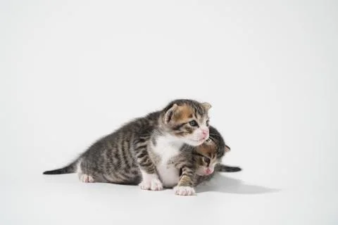 Tabby Cat kitten posing on white background tiger marble stripe Stock Photos