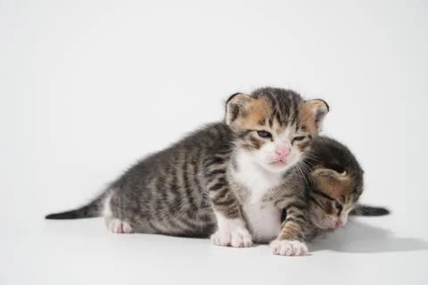 Tabby Cat kitten posing on white background tiger marble stripe Stock Photos