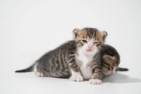 Tabby Cat kitten posing on white background tiger marble stripe Stock Photos