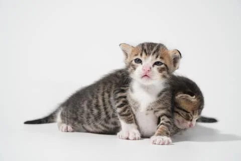 Tabby Cat kitten posing on white background tiger marble stripe Stock Photos