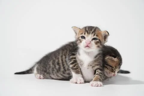 Tabby Cat kitten posing on white background tiger marble stripe Stock Photos