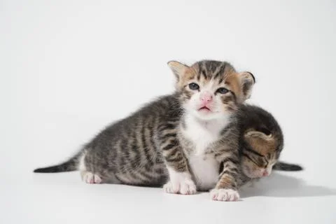 Tabby Cat kitten posing on white background tiger marble stripe Stock Photos