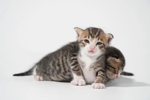 Tabby Cat kitten posing on white background tiger marble stripe Stock Photos