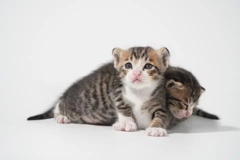 Tabby Cat kitten posing on white background tiger marble stripe Stock Photos