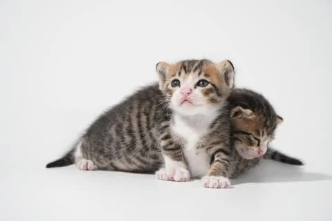 Tabby Cat kitten posing on white background tiger marble stripe Stock Photos