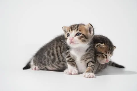 Tabby Cat kitten posing on white background tiger marble stripe Stock Photos