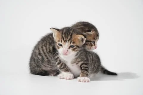 Tabby Cat kitten posing on white background tiger marble stripe Stock Photos