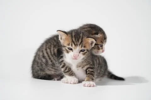 Tabby Cat kitten posing on white background tiger marble stripe Stock Photos