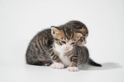 Tabby Cat kitten posing on white background tiger marble stripe Stock Photos