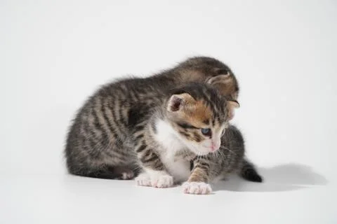 Tabby Cat kitten posing on white background tiger marble stripe Stock Photos