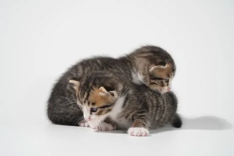 Tabby Cat kitten posing on white background tiger marble stripe Stock Photos