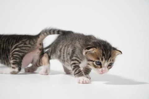 Tabby Cat kitten posing on white background tiger marble stripe Stock Photos