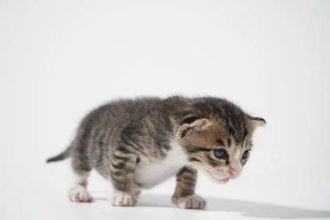 Tabby Cat kitten posing on white background tiger marble stripe Stock Photos