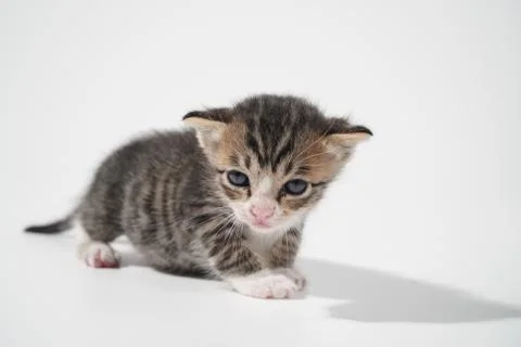 Tabby Cat kitten posing on white background tiger marble stripe Stock Photos