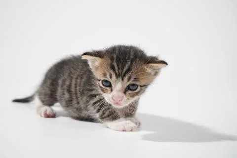 Tabby Cat kitten posing on white background tiger marble stripe Stock Photos