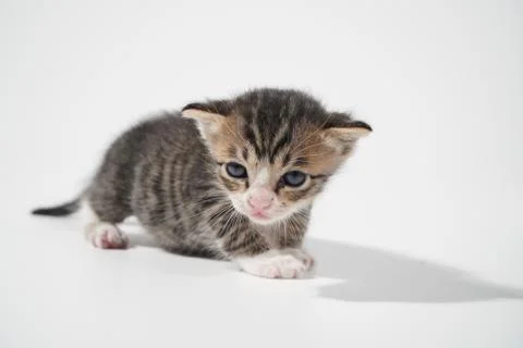 Tabby Cat kitten posing on white background tiger marble stripe Stock Photos