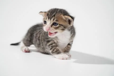 Tabby Cat kitten posing on white background tiger marble stripe Stock Photos