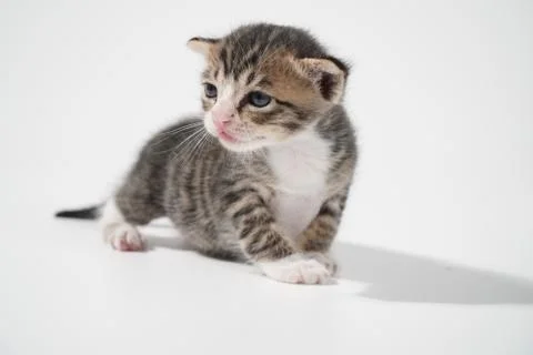 Tabby Cat kitten posing on white background tiger marble stripe Stock Photos