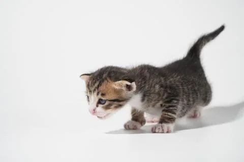 Tabby Cat kitten posing on white background tiger marble stripe Stock Photos