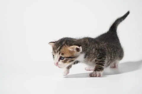 Tabby Cat kitten posing on white background tiger marble stripe Stock Photos