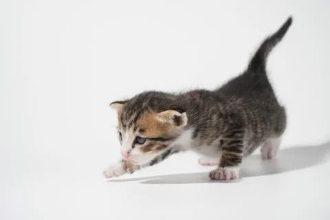 Tabby Cat kitten posing on white background tiger marble stripe Stock Photos