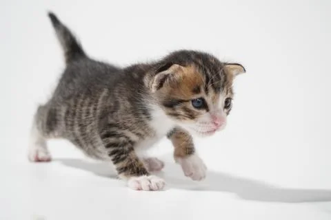 Tabby Cat kitten posing on white background tiger marble stripe Stock Photos