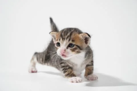Tabby Cat kitten posing on white background tiger marble stripe Stock Photos