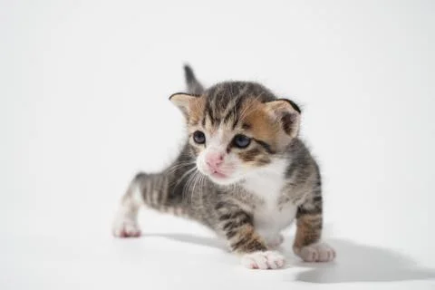 Tabby Cat kitten posing on white background tiger marble stripe Stock Photos