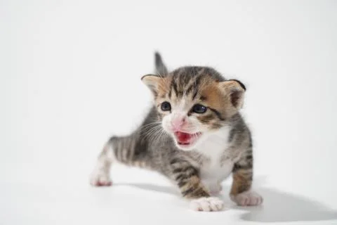 Tabby Cat kitten posing on white background tiger marble stripe Stock Photos