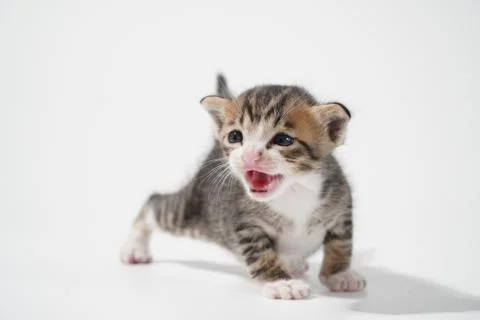 Tabby Cat kitten posing on white background tiger marble stripe Stock Photos