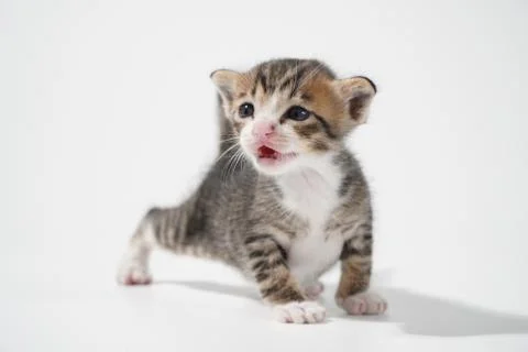 Tabby Cat kitten posing on white background tiger marble stripe Stock Photos