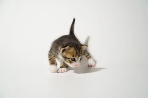 Tabby Cat kitten posing on white background tiger marble stripe Stock Photos